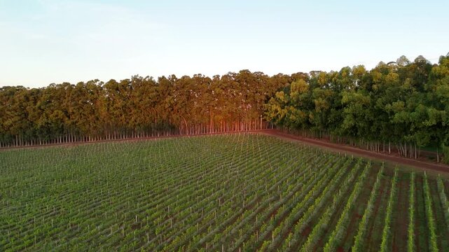 Vin&iacute;cola no Brasil filmada por drone em dia ensolarado com c&eacute;u limpo. Vinhedos extensos e natureza ao redor comp&otilde;em uma paisagem rural t&iacute;pica e encantadora do interior brasileiro.