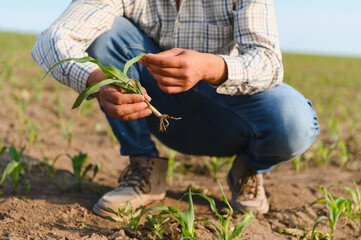 Agronomist inspecting young corn seedlings in field