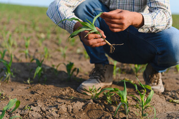 Farmer examining young corn plant growth in field