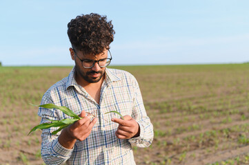 Agronomist inspecting corn seedling in cultivated field
