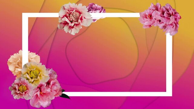 Gradient shifting pink to yellow starting peony blooms emerging, white frame forming and shrinking
