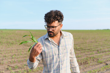 Agronomist inspecting young corn crop in field
