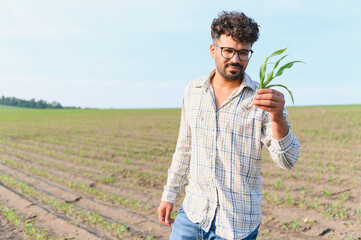 Agronomist holding and inspecting corn seedling in cultivated field