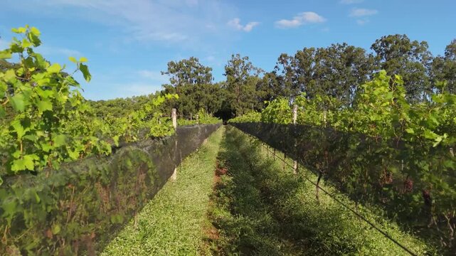 Vin&iacute;cola no Brasil filmada por drone em dia ensolarado com c&eacute;u limpo. Vinhedos extensos e natureza ao redor comp&otilde;em uma paisagem rural t&iacute;pica e encantadora do interior brasileiro.