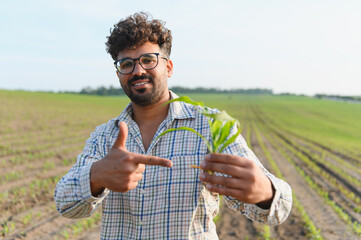 Agronomist holding and pointing at corn sprout in cultivated field