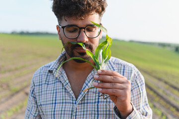 Agronomist inspecting corn seedling in cultivated field