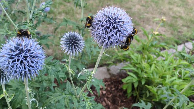 Hummeln besuchen Kugeldisteln (Echinops ritro), um Nektar zu trinken.