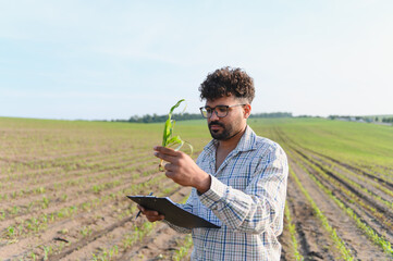 Agronomist inspecting corn crop for growth and development