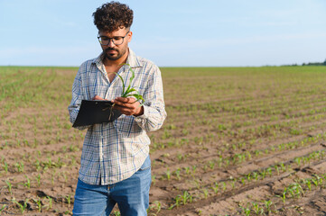 Agronomist inspecting corn seedling growth in field