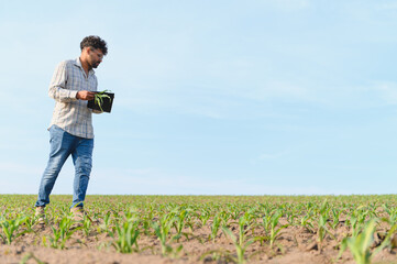 Agronomist walking and inspecting corn field growth
