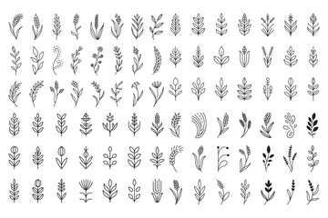 Botanical line art illustrations of plants and leaves vector
