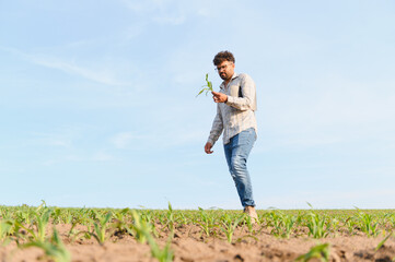 Agronomist walking and inspecting young corn shoots in field