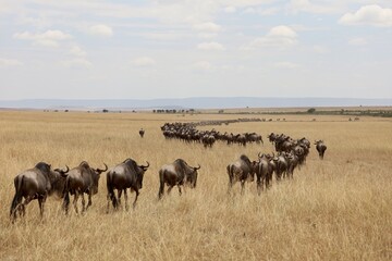 The Great Wildebeest Migration 