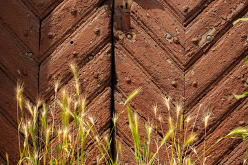 Close-up of a weathered wooden door with rusty nails in a herringbone pattern, framed by wild...