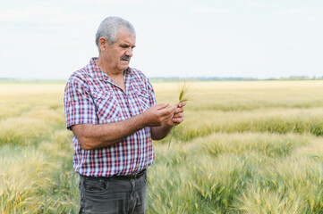 Senior farmer examining wheat crop in field