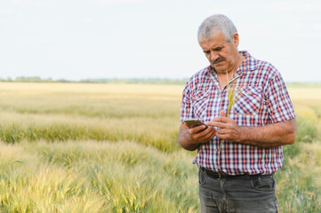 Senior farmer using mobile phone and inspecting wheat field