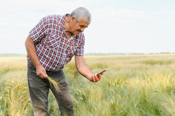 Senior farmer examining wheat crop with smartphone in field