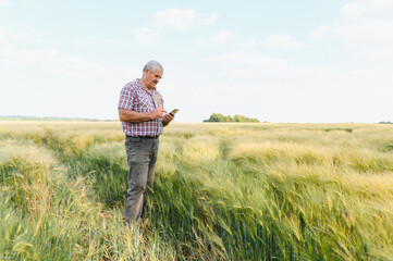 Experienced farmer inspecting wheat field with smartphone