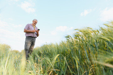 Senior farmer using mobile phone and inspecting wheat field
