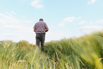 Senior agronomist walking and inspecting green wheat field