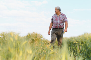 Senior farmer walking and inspecting wheat field at sunset