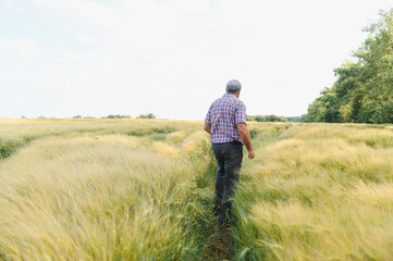 Senior farmer walking and inspecting wheat field in summer