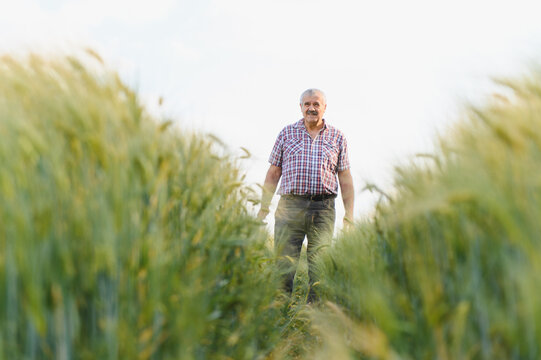 Senior agronomist walking and inspecting green wheat field