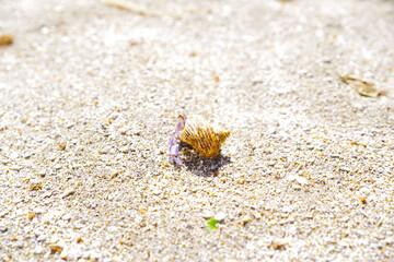 砂浜を歩くヤドカリの可愛い姿