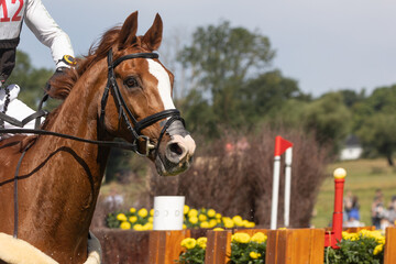 Sportpferd  beim Turnier