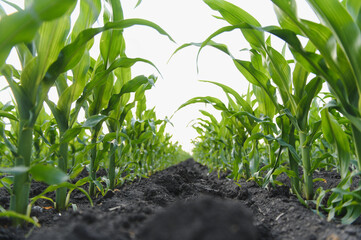 Young corn growing in fertile soil, cultivating a sustainable future