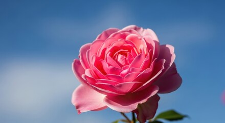 Close-up of a vibrant pink rose against a clear blue sky.