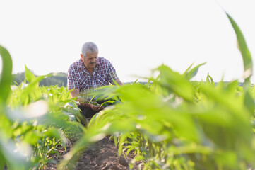 Senior farmer examining corn crop in cultivated field