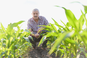 Senior farmer examining corn crop in cultivated field