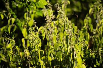 Nettles glow in golden hour light, capturing wild forest beauty and natural texture. Ideal for herbal, botanical, nature, or environmental themes. Unique organic detail.