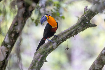 Ariel toucan in atlantic forest brazil