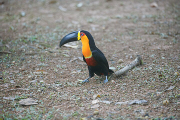 Ariel toucan in atlantic forest brazil