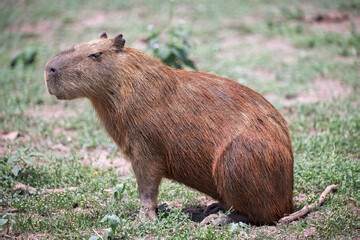 Capybara in pantanal brazil 23
