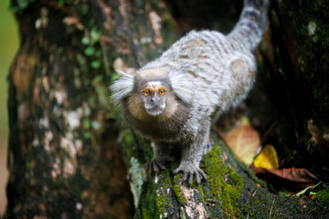 Common marmoset in brazil