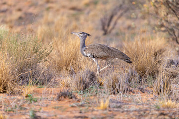 Kori bustard in kgalagadi transfrontier park