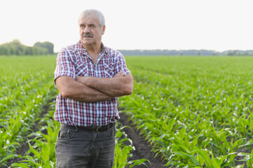 Senior farmer inspecting corn field with crossed arms