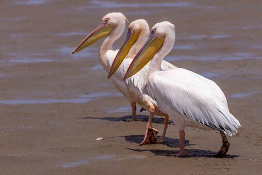 Pelican in walvis bay namibia