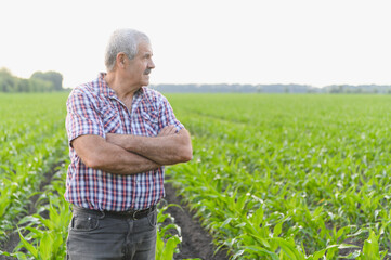 Senior farmer inspecting corn field with crossed arms