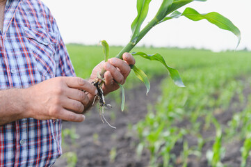 Farmer examining corn seedling and roots in cultivated field