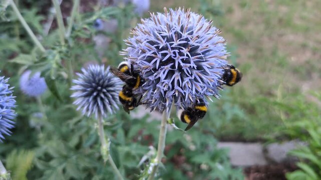 Hummeln besuchen Kugeldisteln (Echinops ritro), um Nektar zu trinken.