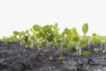 Young soybean plants growing in cultivated agricultural field