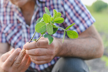 Farmer examining soybean plant in cultivated field