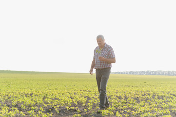 Senior agronomist walking and inspecting soybean crop in field