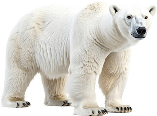 3D polar bear icon isolated on transparent background. PNG