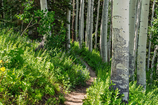 Single track path through an Aspen grove in Steamboat Colorado