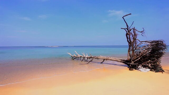 Dead tree trunk on beach